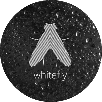 Whitefly